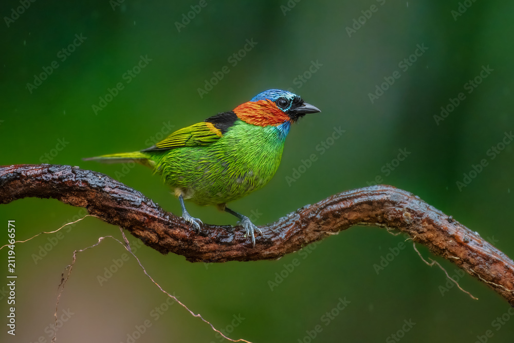 Obraz premium Vibrant Red-necked Tanager (Tangara cyanocephala) perched on a branch in the Atlantic Forest, Brazil.