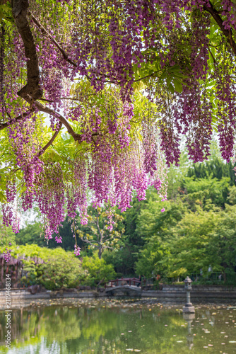 Photography Wisteria blossoms in Jiading Wisteria Garden, Shanghai classical garden lake vie