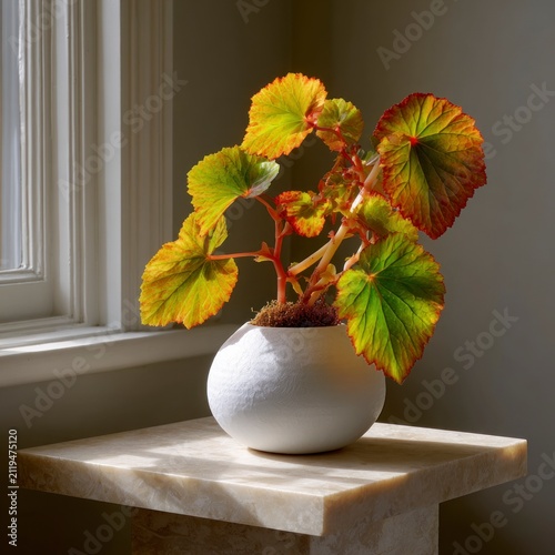 A decorative begonia plant with vibrant, multicolored foliage in a minimalist white ceramic pot, sitting on a stone pedestal by a bright window.