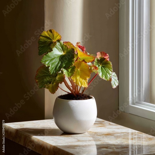 A decorative houseplant with variegated green and orange leaves sitting in a white ceramic pot on a marble surface, illuminated by natural sunlight near a window.