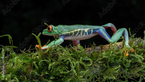 The red-eyed tree frog (Agalychnis callidryas) is a famous rainforest amphibian known for its bright colors and big red eyes. It is native to forests of Central America and South America.