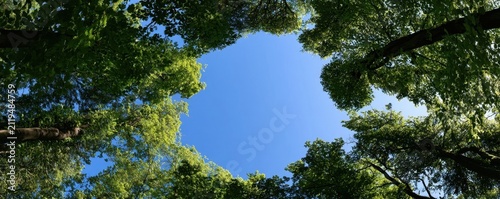 A low-angle view looking up through a dense canopy of lush green trees to a clear blue sky