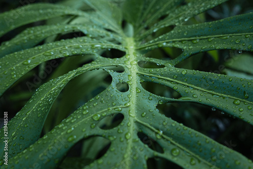 Planta Monstera