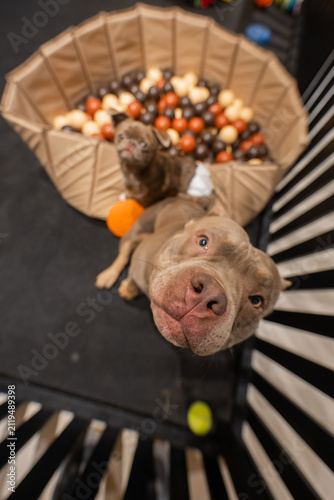 A pet hotel. A bully and a Chihuahua play in a dog daycare.