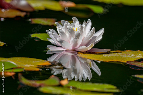 Foto Delicate white water lily flower blooming on calm pond surface