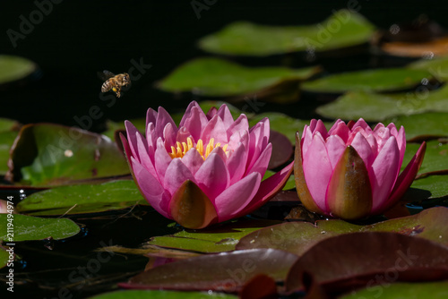 Foto Honey bee approaching vibrant pink water lily flowers in a pond
