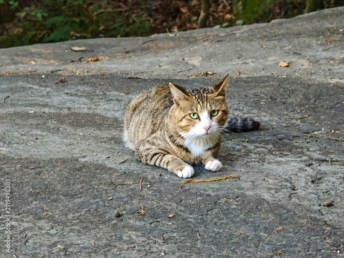 Photography A stray cat lying down on a rocky surface notices the camera