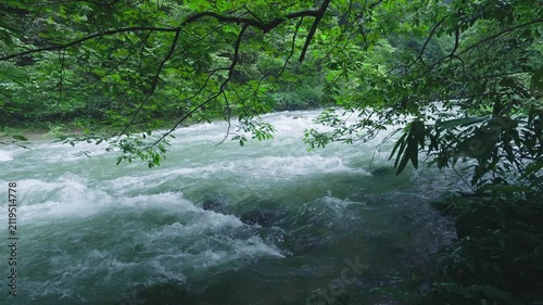 Rushing river flows through lush forest