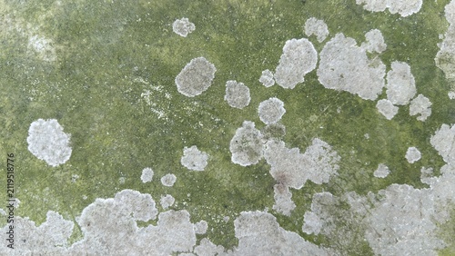 Green moss and white lichen growing on a weathered gray surface