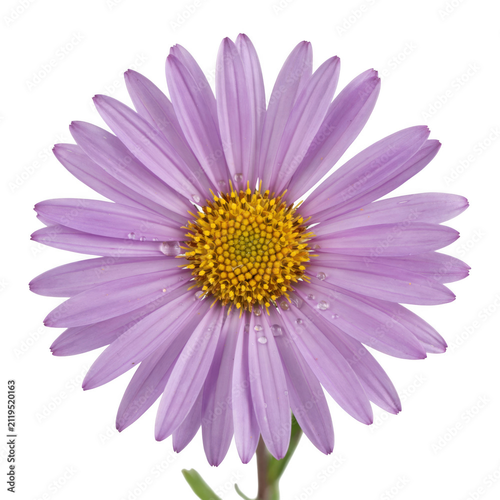 Obraz premium A single purple aster flower with a yellow center isolated on a white background.