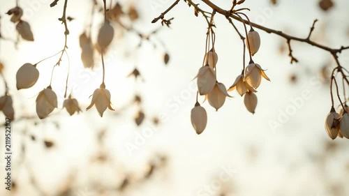 Delicate dried seed pods hanging from branches, softly backlit by golden sunlight.