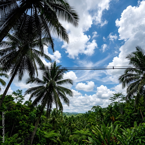 Palm trees stretch toward a bright blue sky filled with fluffy white clouds in a tropical forest setting.