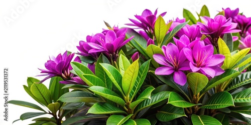 Exotic tropical flower shrub with vibrant purple petals and green leaves against a white background