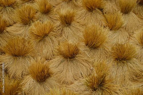 Foto Close-up of golden freshly harvested rice sheaves tied into bundles