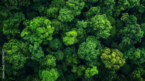 Aerial view looking down on dense green tropical rainforest canopy foliage in sunlight