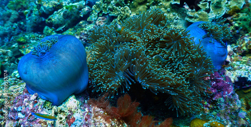 Canvastavla Underwater photo of anemone at a coral reef