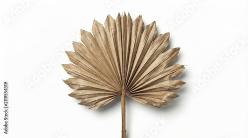 Dried Fan Palm Leaf - Beige Radiating Palm Frond on White Background
