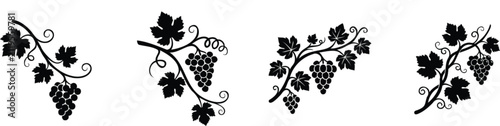 Grapevine Branch Set Silhouette, vector isolated on white