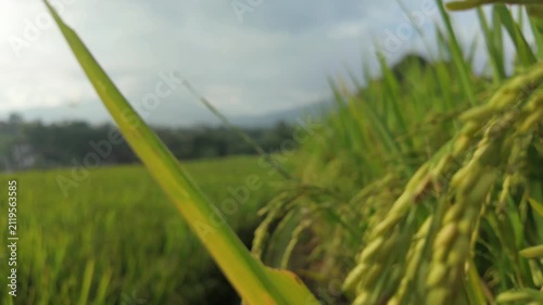 Close-up of Green Rice Stalks in a Paddy Field