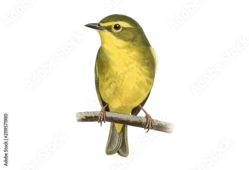 Yellow Warbler Perched on Branch Transparent Background