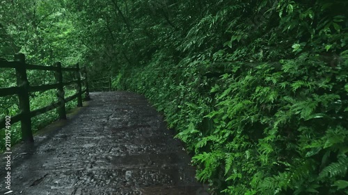 Wet Stone Path in Lush Forest with Wooden Fence