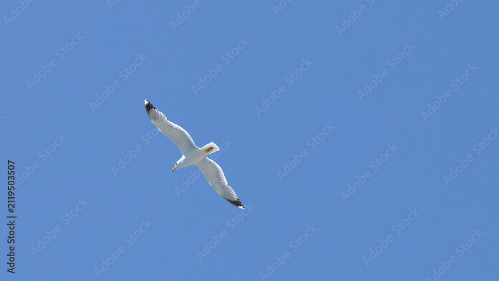 Obraz premium White Seagull Gliding Through a Clear Blue Sky in Portofino