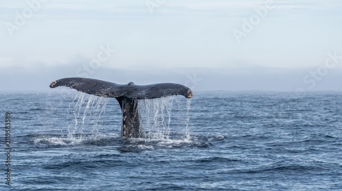 Humpback whale tail fluke diving into deep blue ocean water with splashing droplets against cloudy sky horizon background nature wildlife photography