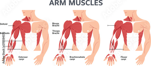 Obraz na płótnie Arm Muscles Anatomy Diagram Showing Deltoid, Biceps Brachii, Triceps, Brachialis