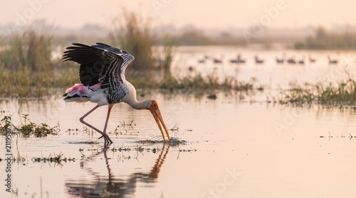 A painted stork with wings spread bending down to feed in shallow water during golden hour with ducks in the background