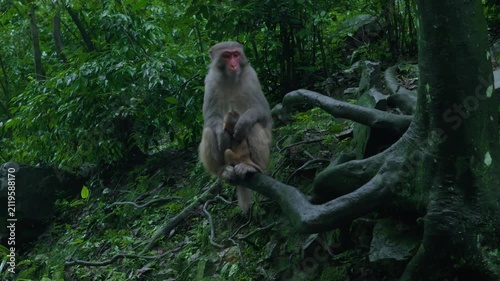 Monkey Sitting on Tree Branch in Forest