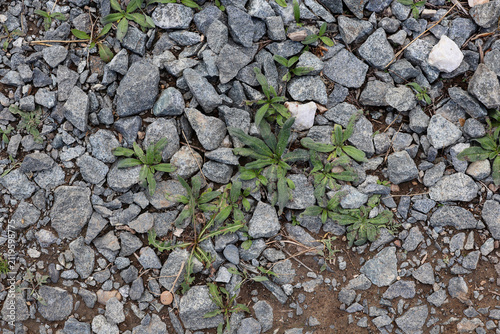 Close-up of brown soil covered with gray stones, with sparse green grass growing between the rocks, creating a natural textured background