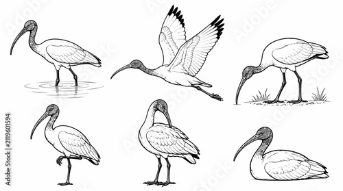 Australian White Ibis Set in Various Poses, Detailed Ink Illustrations