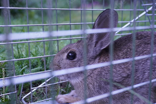 Bild auf Leinwand Side profile close-up of a wild brown rabbit sitting inside a wire metal live trap