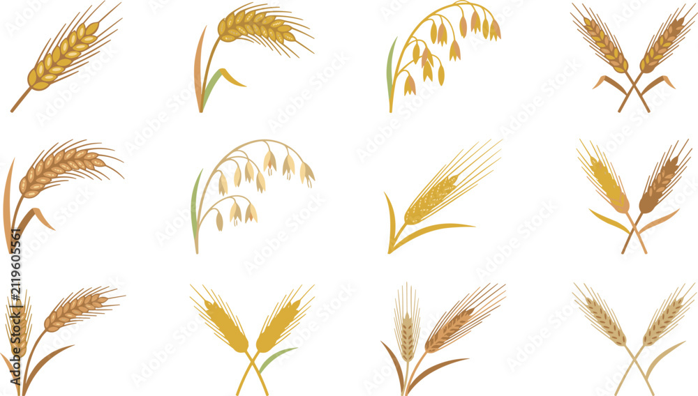 Obraz premium Golden wheat stalks and organic rye barley grain ears icons set for agriculture farming bakery bread packaging logo design vector