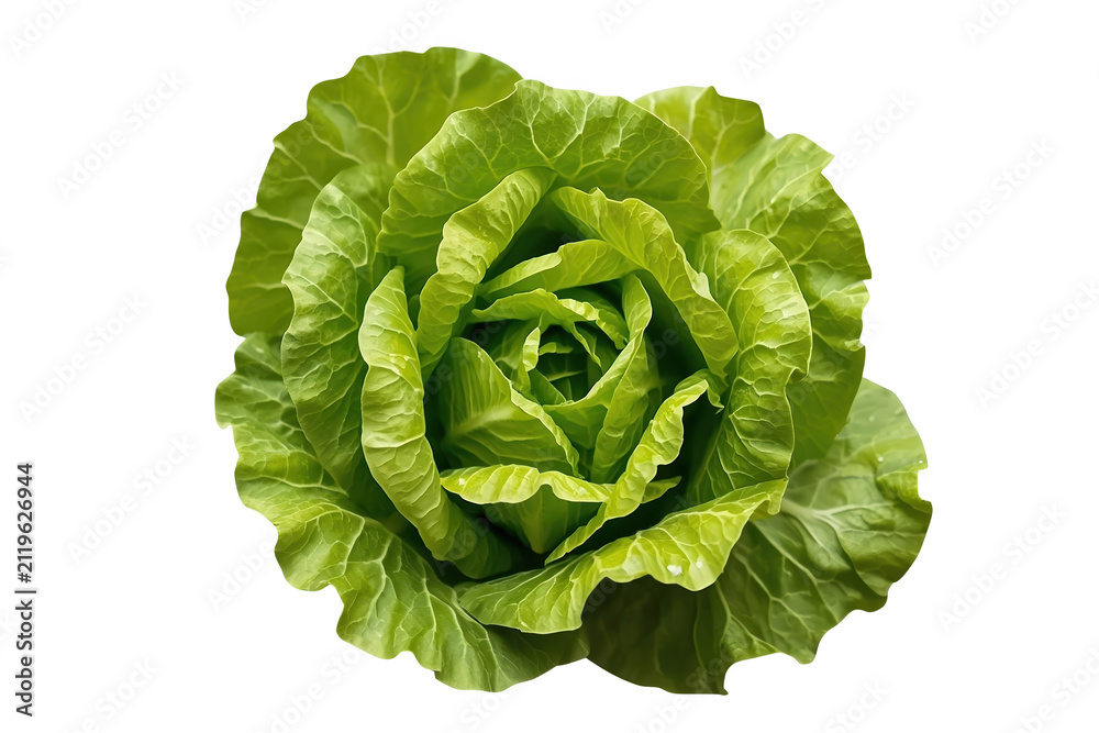 Fototapeta premium Compact leafy green lettuce head with curled center