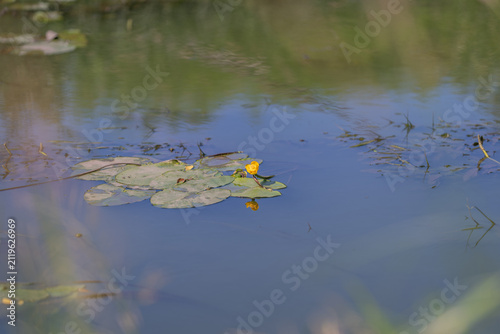 Canvas Print Majestic yellow water lily blooms dance upon tranquil waters reflecting the beau