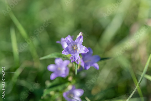 Delicate purple flowers blooming in the sunlight on a warm spring day in a vibrant green meadow