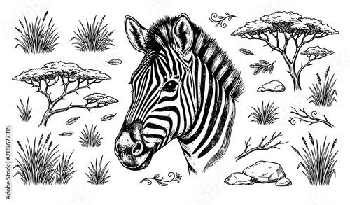 Photography Hand Drawn Zebra Portrait Monochrome Vector Set