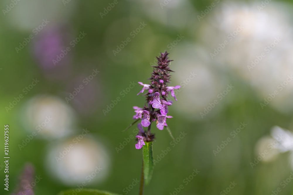 Obraz premium Delicate purple flowers sway gently in a sunlit garden, showcasing nature's artistry in a serene moment of beauty and tranquility