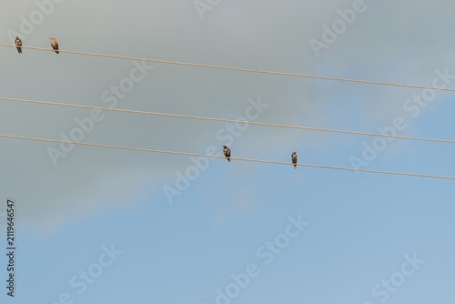 Flock of birds gathered on power lines against a serene blue sky with soft clouds at dawn
