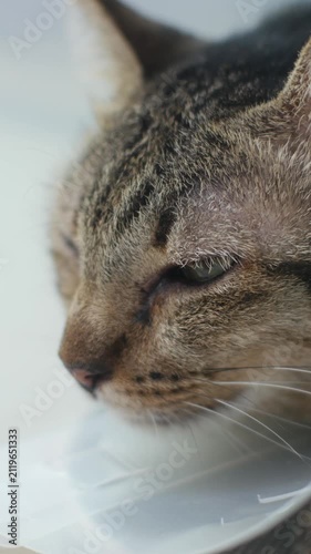 Sad Tired Tabby Cat with Cone Collar Lying Down After Veterinary Surgery Recovery