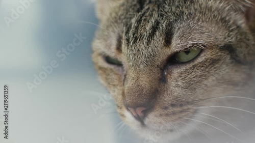 Sad Tired Tabby Cat with Cone Collar Lying Down After Veterinary Surgery Recovery
