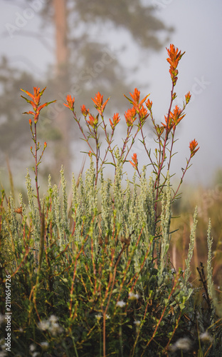 Indian Paintbrush in Fog