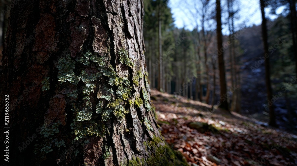 Fototapeta premium Close-Up of a Tree Bark with Lichen in a Lush Forest Environment