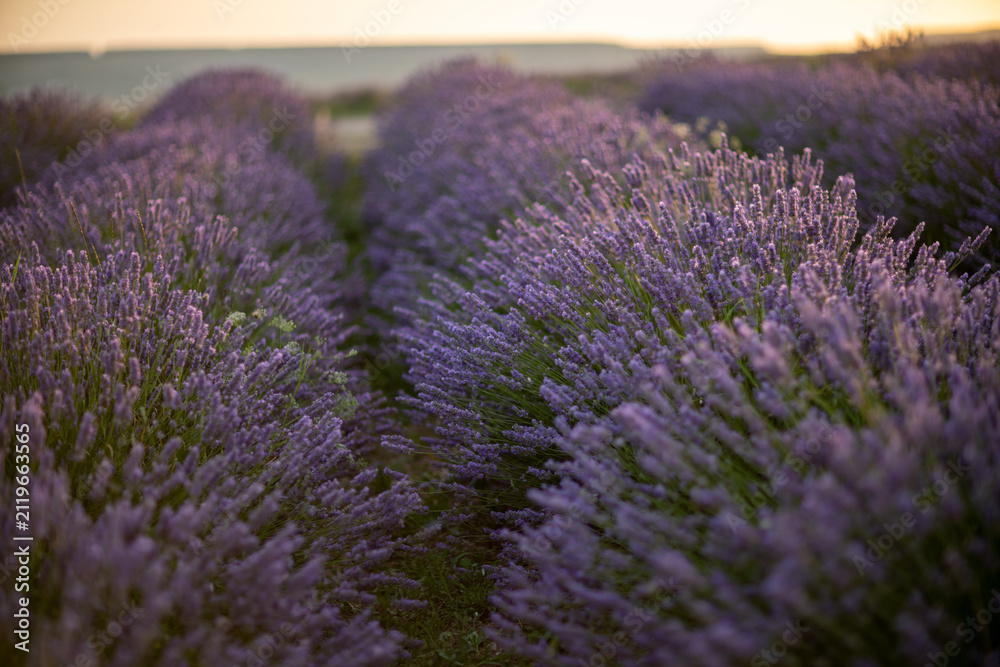 Obraz premium Breathtaking lavender field sunset featuring vibrant purple flowers blooming across endless rows under a warm evening sky