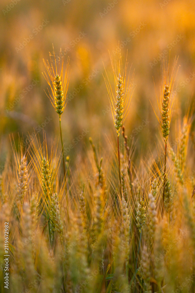 Obraz premium Cereal crop in golden light. Cereal crop with awn. Green cereal crop close up. Rural cereal crop at sunset.