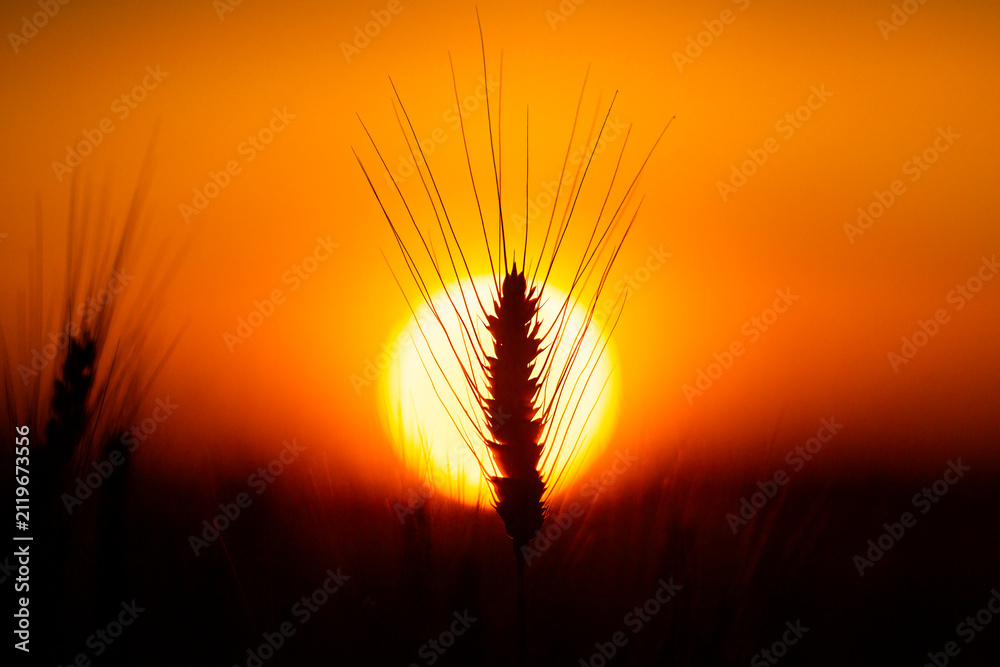 Obraz premium Grain ear at sunset. Grain silhouette against sun. Golden grain field background. Backlit grain with awn.