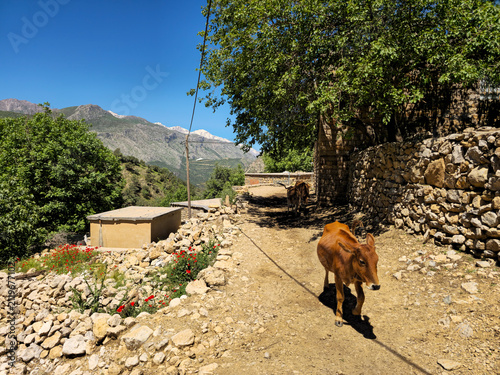 Cuadro en lienzo A young heifer strolls a stone-walled mountain path lined with red flowers, snow