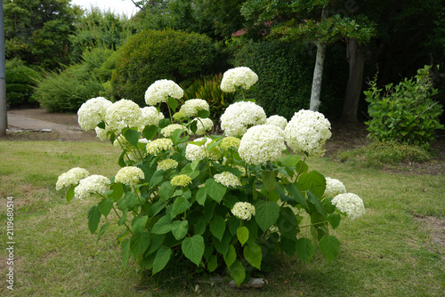 紫陽花の花