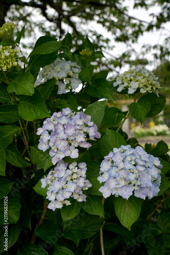 紫陽花の花